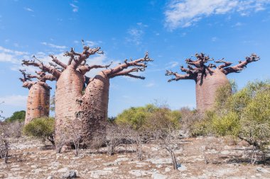 Baobab orman ve ova