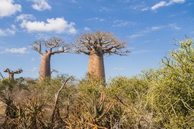 Baobab ağaçları ve ova