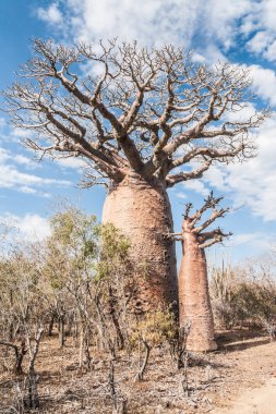 Baobab ağaçları ve ova