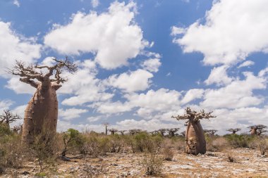 Baobab ağaçları ve ova