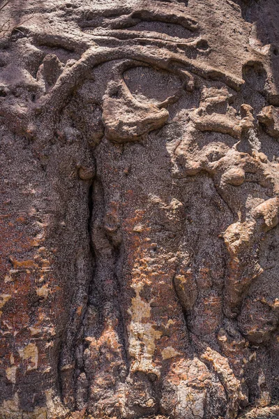 stock image Trunk of the baobab