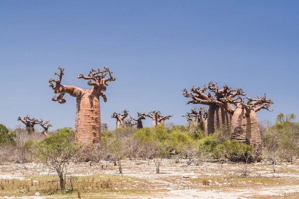 Foresta di Baobab e savana — Foto Stock