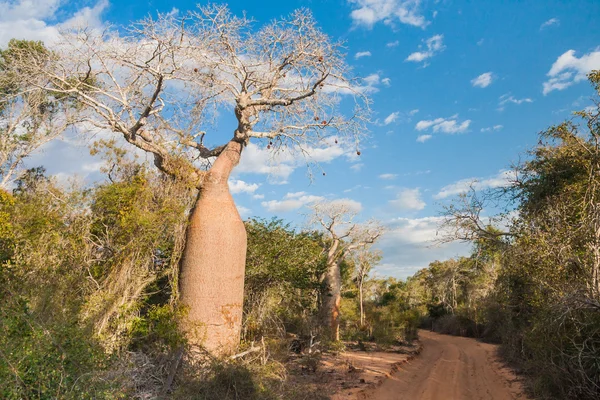 Baobab tree and savanna — Stock Photo, Image