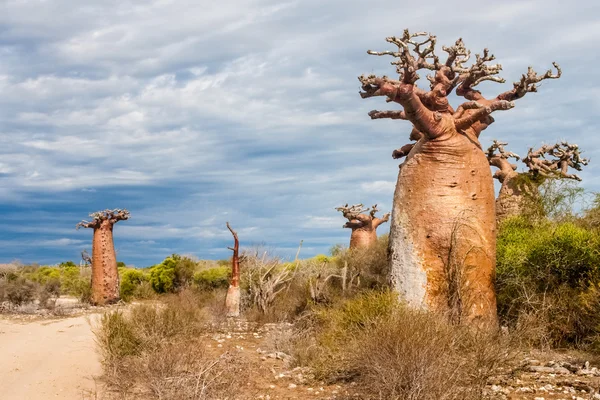 Baobab träd och savanna — Stockfoto