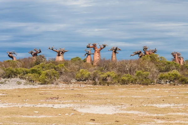 Baobab träd och savanna — Stockfoto