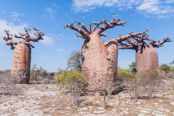 Floresta e savana de baobá — Fotografia de Stock
