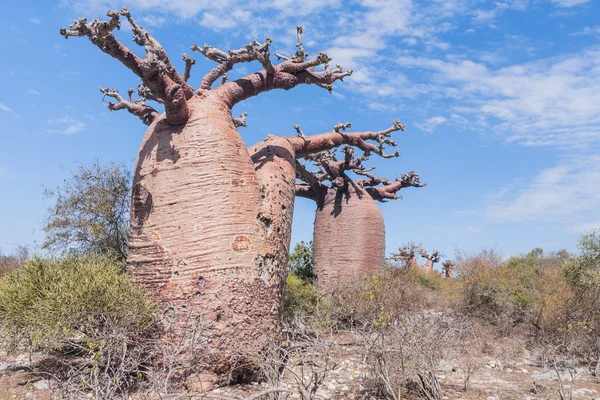 Bosque Baobab y sabana — Foto de Stock