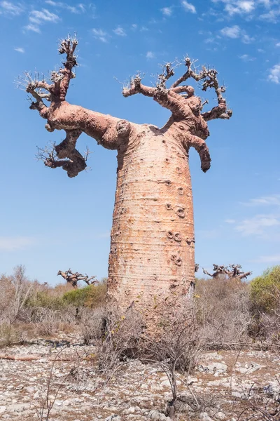 Baobab-Baum und Savanne — Stockfoto