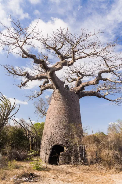 Baobab et savane — Photo