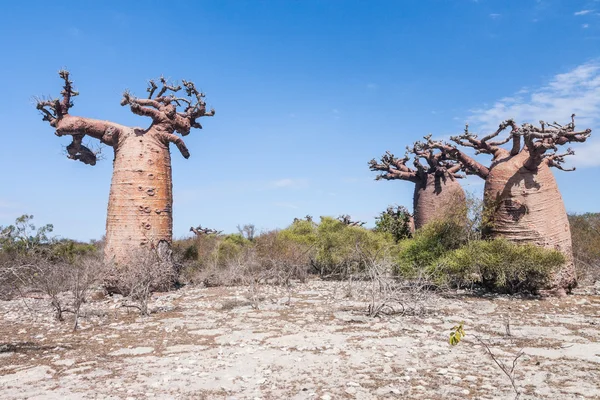 Baobab erdők és a szavanna — Stock Fotó