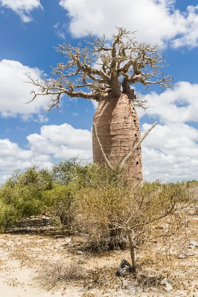 Baobab träd och savanna — Stockfoto