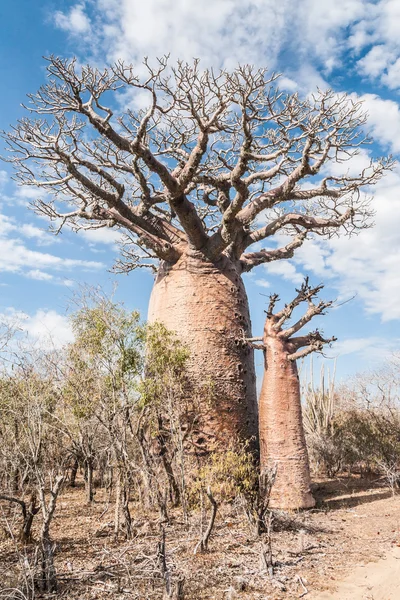 Baobabbäume und Savanne — Stockfoto