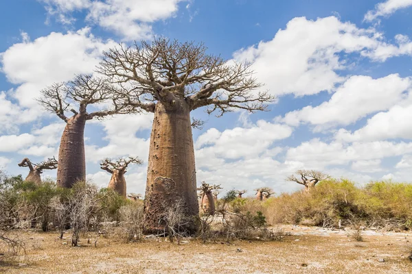 Baobab árboles y sabana —  Fotos de Stock