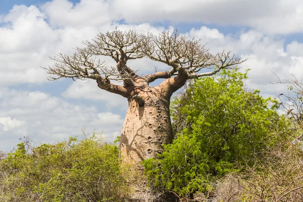 Baobab fa, és a szavanna — Stock Fotó