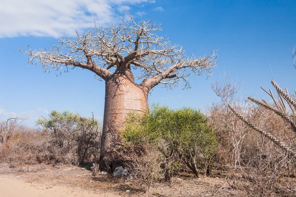 Baobab-Baum und Savanne — Stockfoto