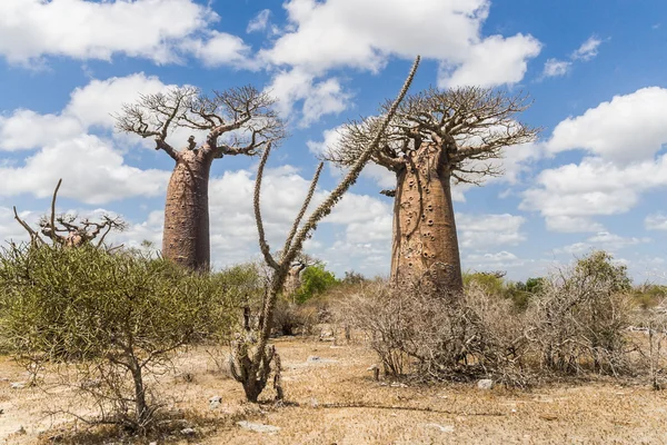 Baobab trees and savanna — Stock Photo, Image