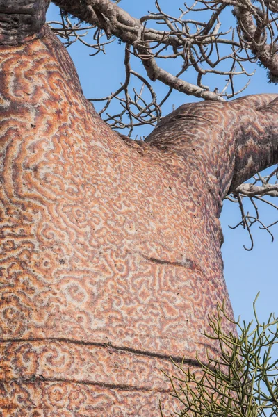 Pnia baobabu — Zdjęcie stockowe