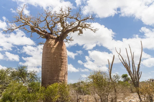 Árbol Baobab y sabana — Foto de Stock