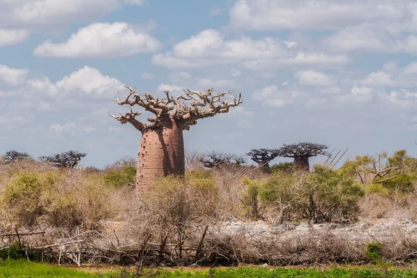 Baobab forest and savanna — Stock Photo, Image