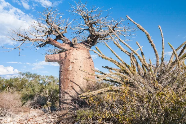 Baobap Ağacı ve ova — Stok fotoğraf