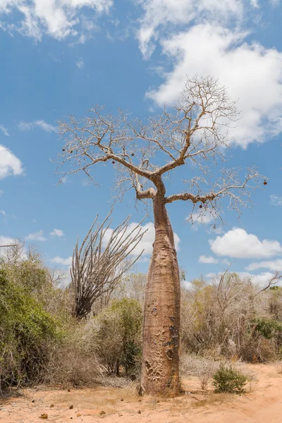Árbol Baobab y sabana —  Fotos de Stock