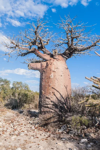 Baobab fa, és a szavanna — Stock Fotó
