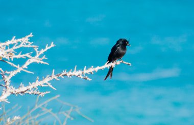 Malagasy Drongo clipart
