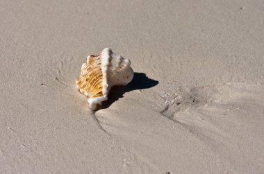 Kumdaki deniz kabuğu