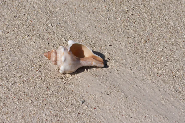 stock image Seashell on the sand