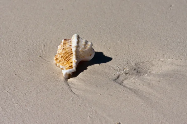 stock image Seashell on the sand