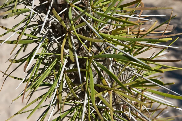 落葉性植物 — ストック写真