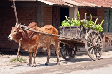 Charette zebu clipart