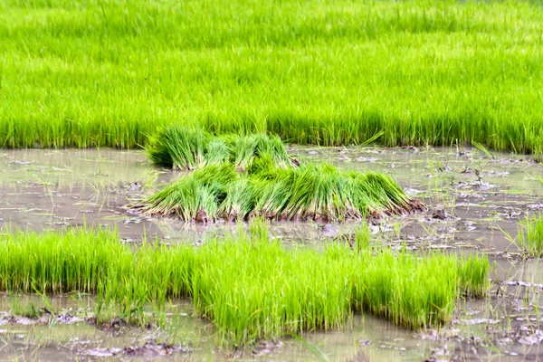 Cultivo de arroz —  Fotos de Stock