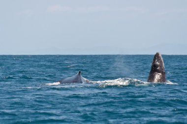 Humpback whale clipart