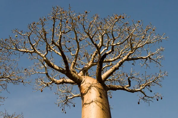 Baobab — Stock Photo, Image