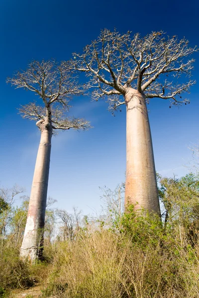 Baobab forest — Stock Photo, Image