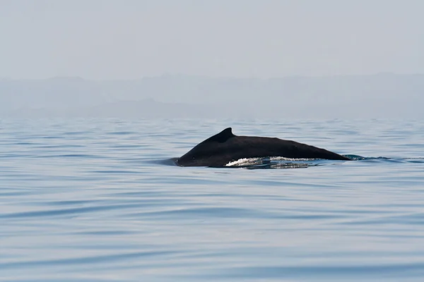 Kambur balina — Stok fotoğraf