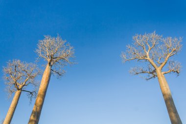 Baobabs