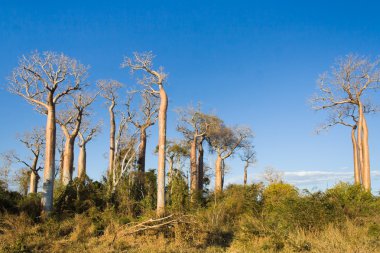 Baobabs