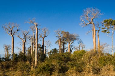 Baobabs