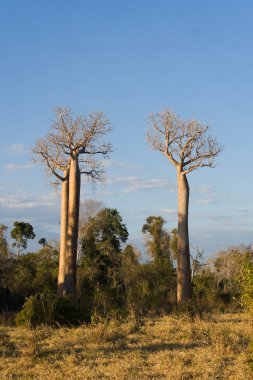 Baobabs