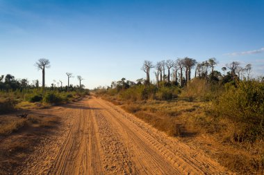 baobabs yol