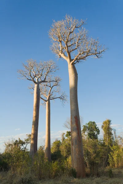 Baobabs — Stock fotografie