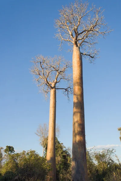 Les baobabs — Photo