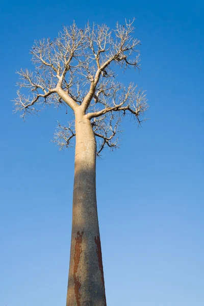 Baobab – stockfoto