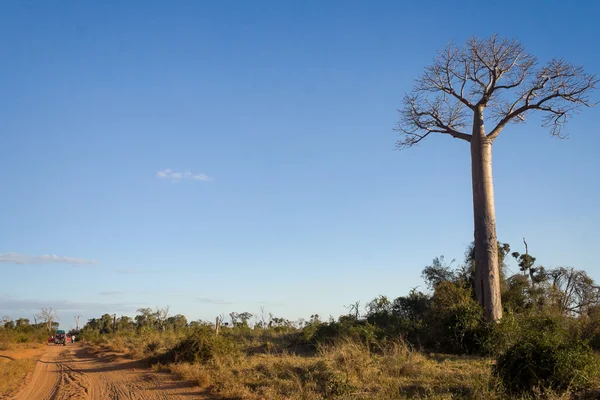 Estrada de baobás — Fotografia de Stock