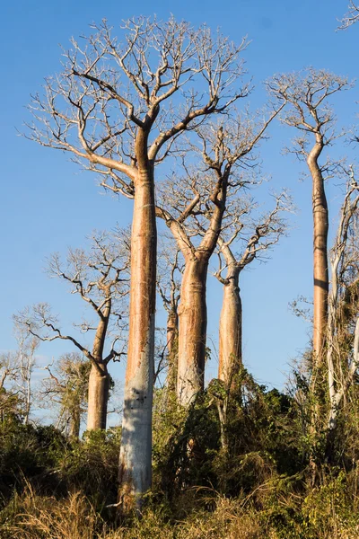 Baobabs — Stok fotoğraf