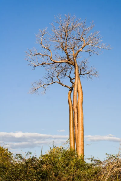 Baobabønner – stockfoto