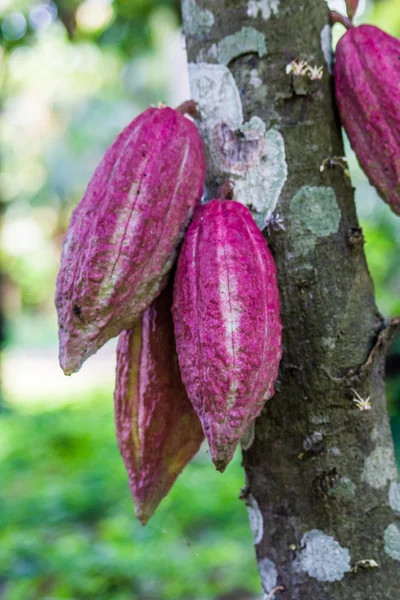 Kakaopulver — Stockfoto