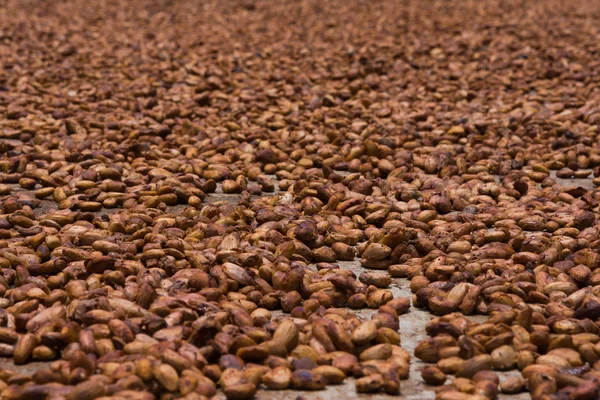 Cacaobonen — Stockfoto